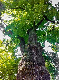 Ein Baum
