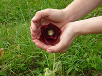 Hand mit Blume